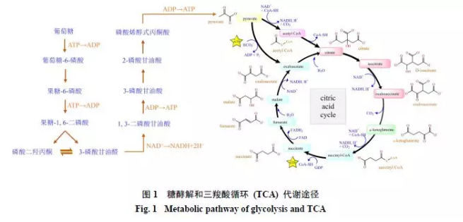 稳定同位素示踪技术在内源性物质代谢调控中的应用进展(图1)